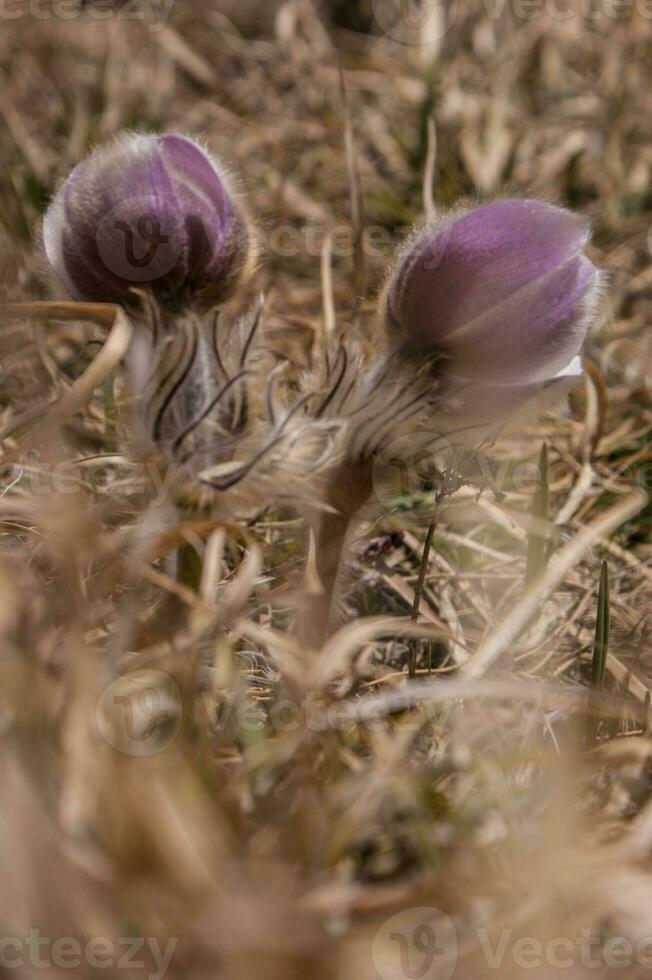 twee Purper bloemen in de gras foto