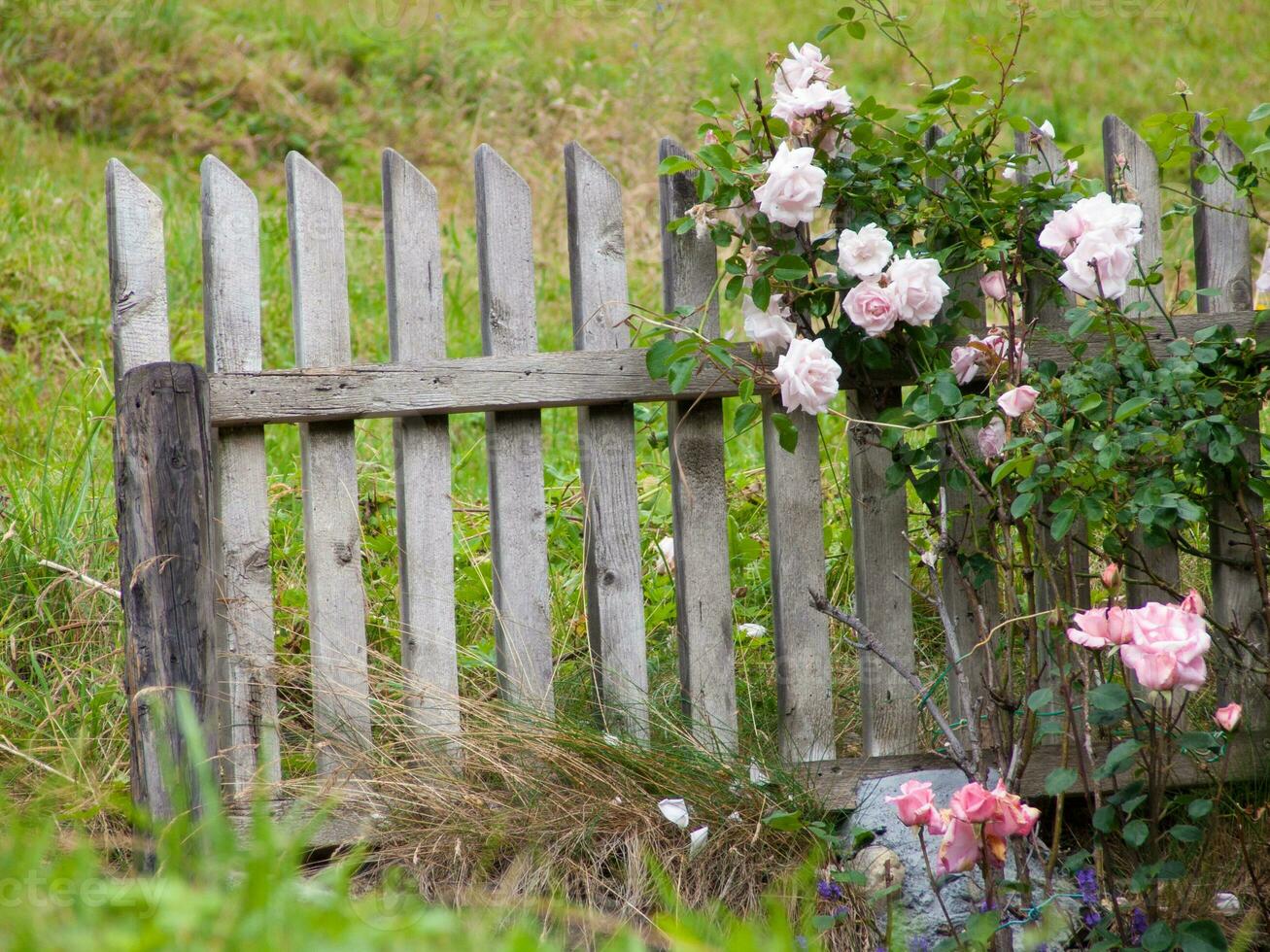 een houten hek met bloemen groeit achter het foto