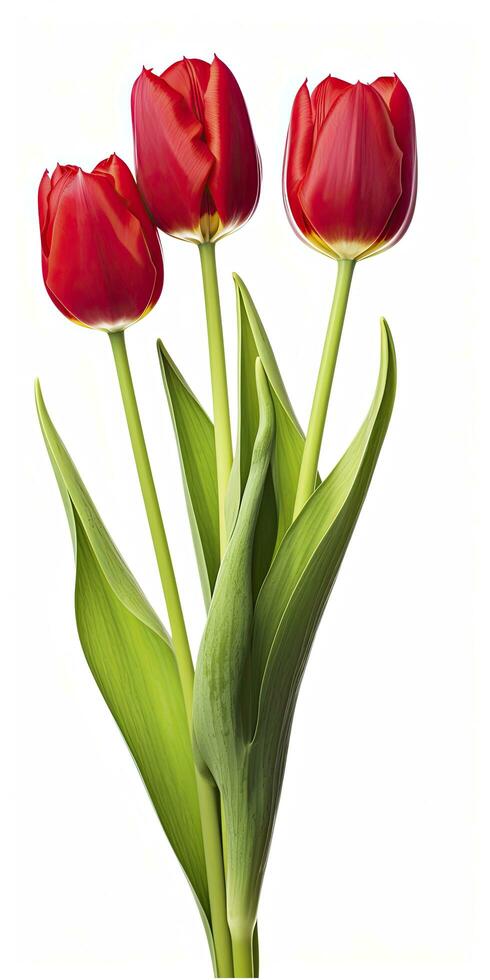 ai gegenereerd rood tulpen geïsoleerd Aan wit achtergrond. ai gegenereerd foto