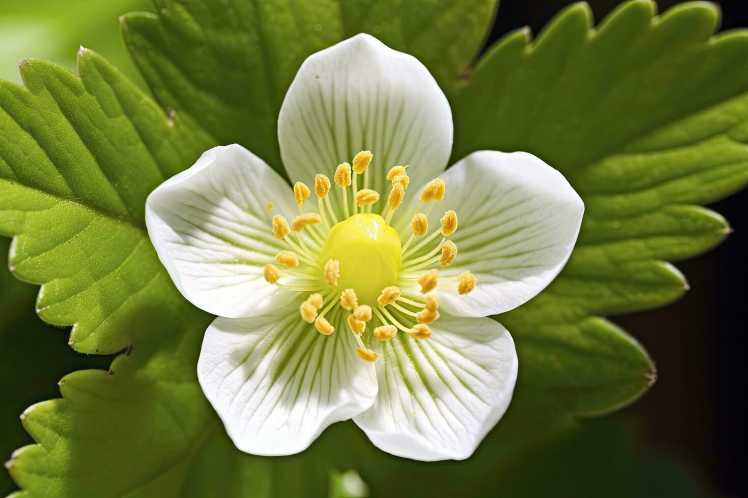 ai gegenereerd aardbei bloem. ai gegenereerd foto