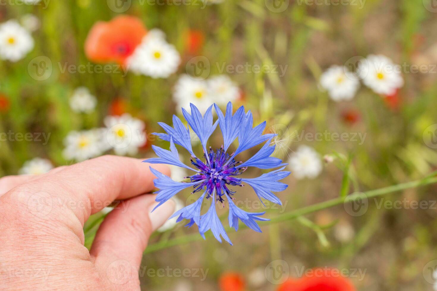 blauw korenbloem bloem in de midden- van bloem veld- bloem portret, achtergrond foto