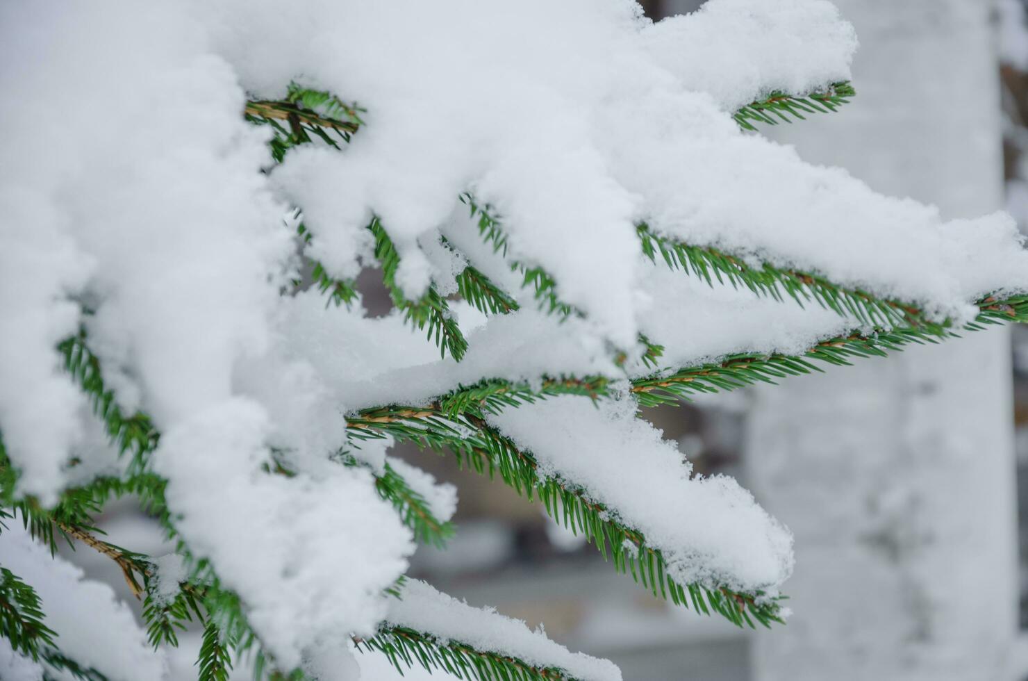 net takken in de sneeuw, een veel van sneeuw Aan de takken foto