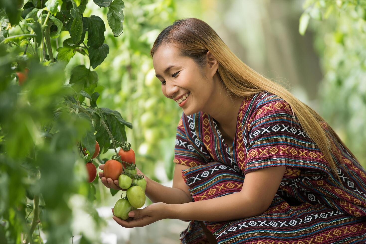 vrouwelijke boer die tomaat controleert op tomatenboerderij foto