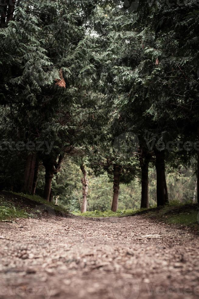 pad in het mistige dennenbos foto