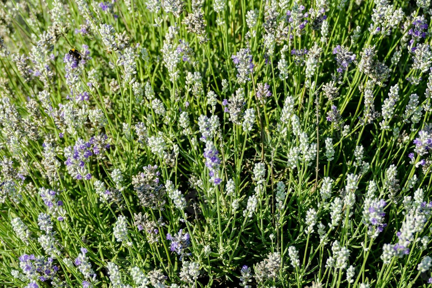 lavendelbloemen in het veld foto