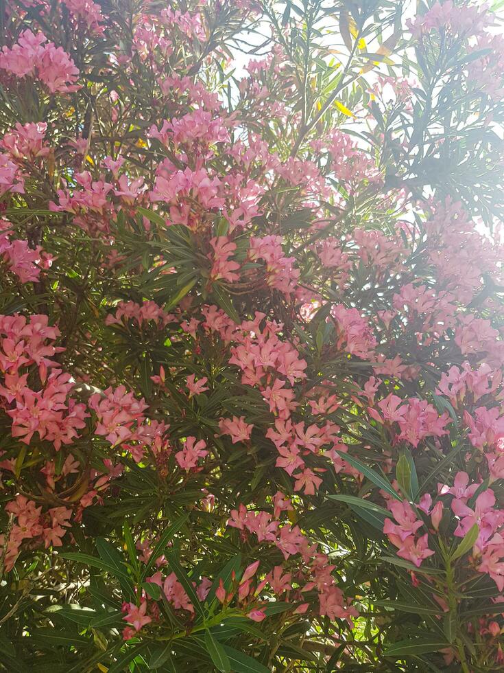 groenblijvend oleander bloemen in een natuurlijk instelling foto