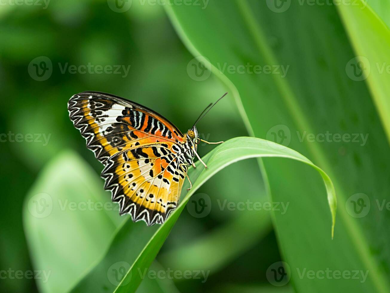 monarch vlinder Aan groen bladeren. foto