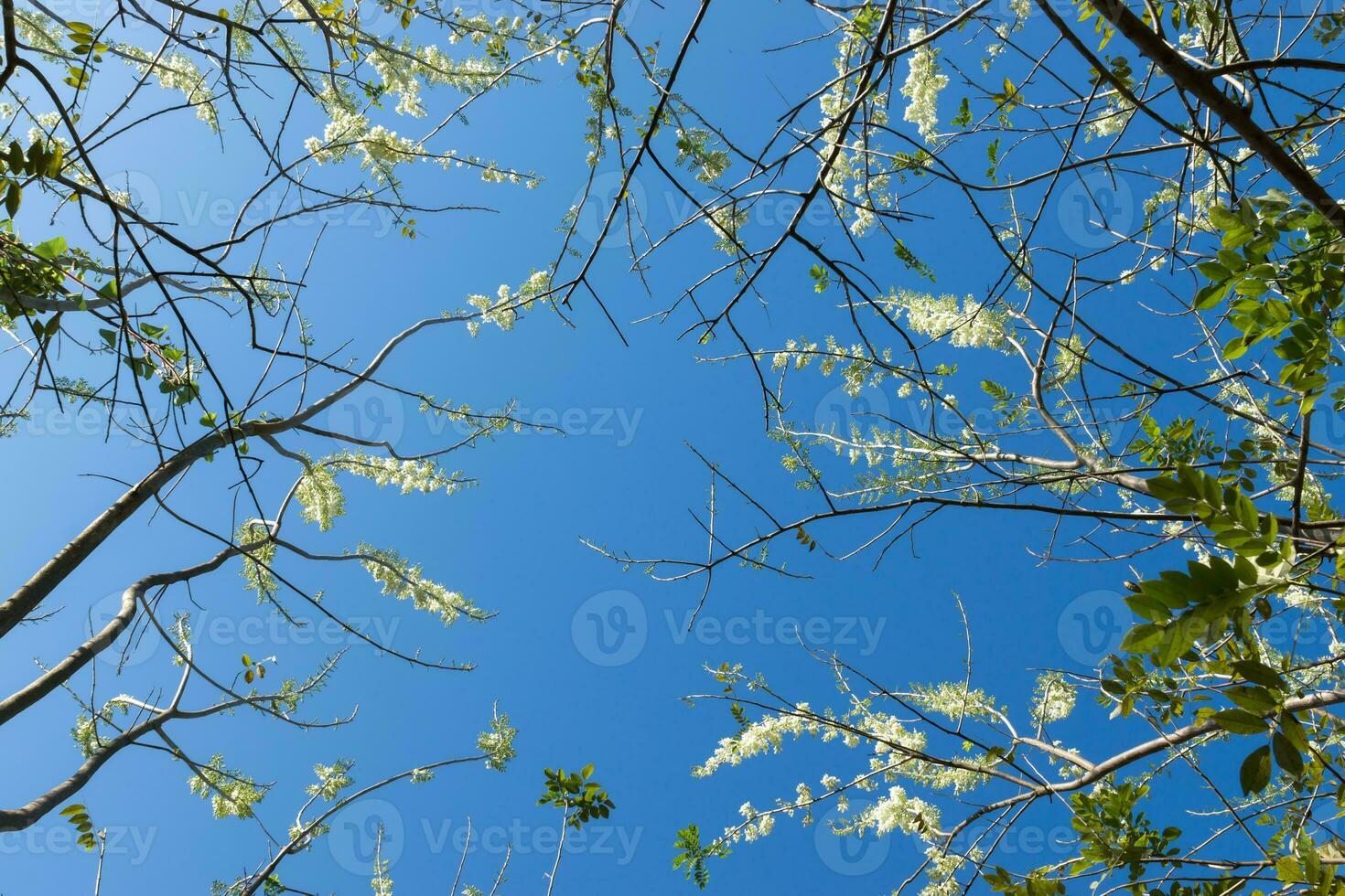 wit bloem Aan Afdeling met blauw lucht. foto