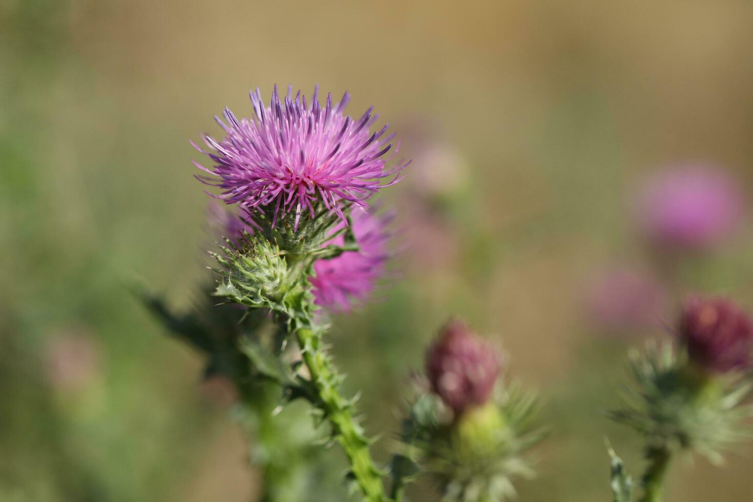 melk dorsten Purper bloemen dichtbij omhoog foto