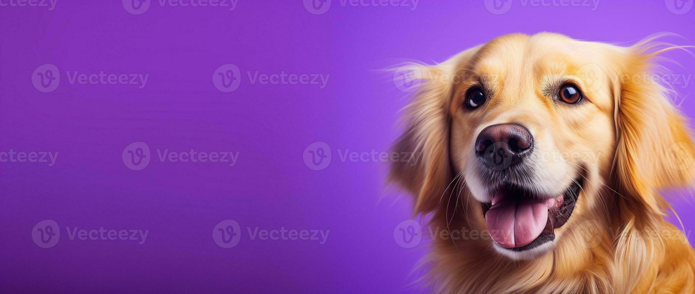 ai gegenereerd een detailopname portret van een gouden retriever puppy Aan een Purper achtergrond foto