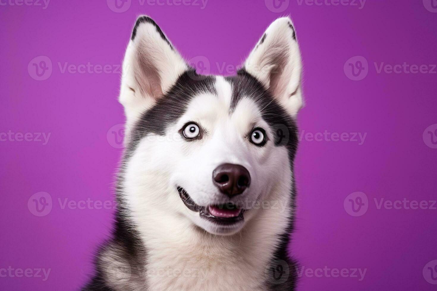 ai gegenereerd een detailopname portret van een schor hond met blauw ogen en een Purper achtergrond foto