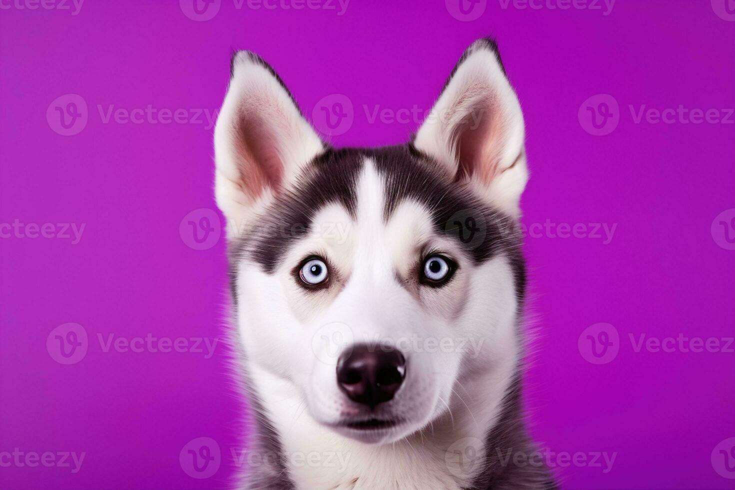 ai gegenereerd een detailopname portret van een schor hond met blauw ogen en een Purper achtergrond foto