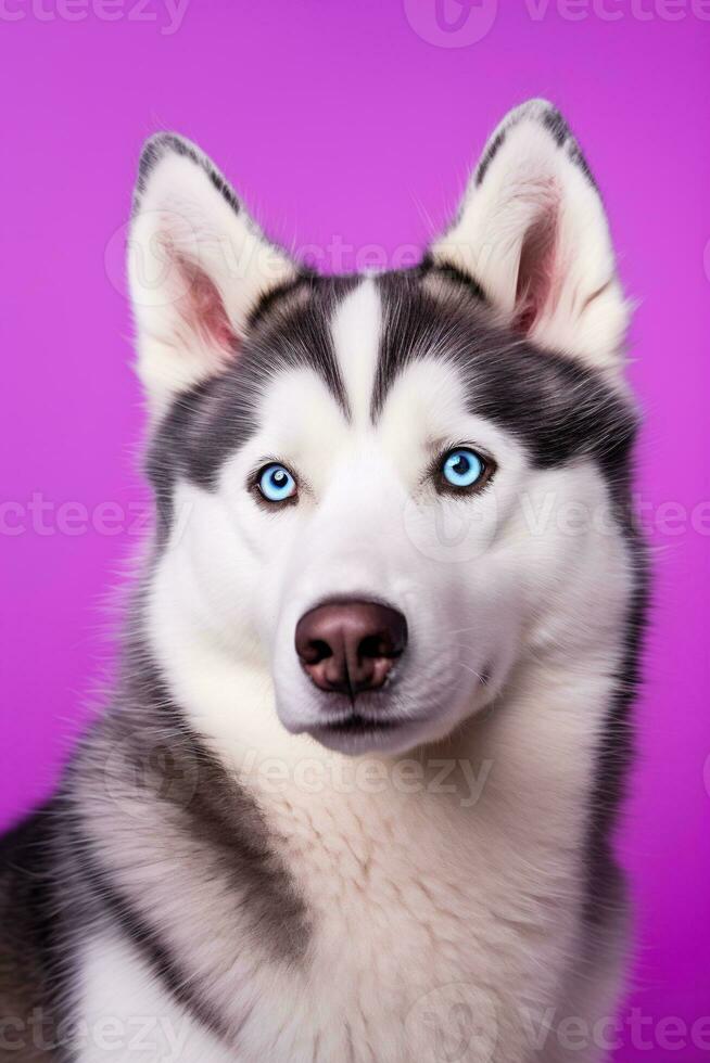 ai gegenereerd een detailopname portret van een schor hond met blauw ogen en een Purper achtergrond foto