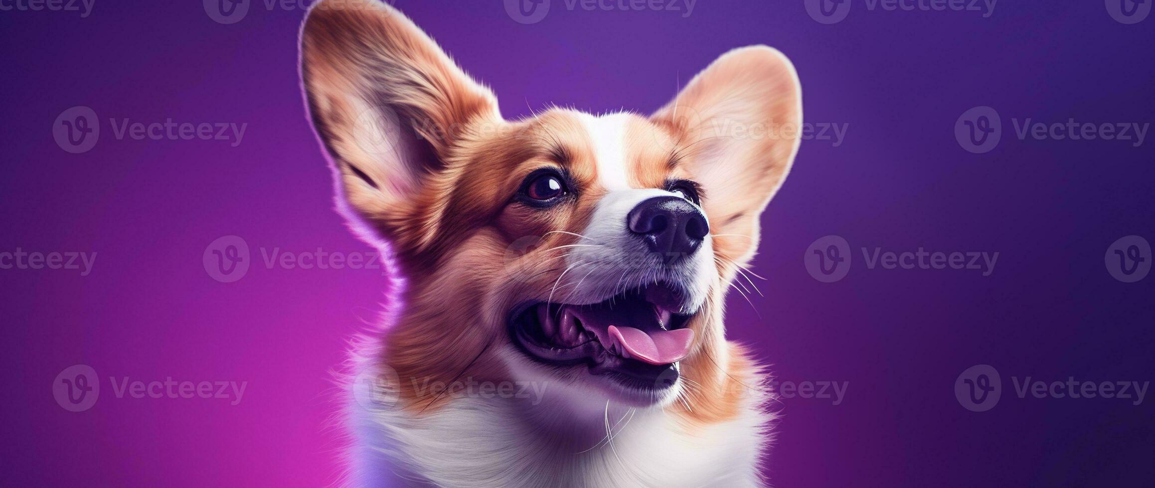 ai gegenereerd schattig welsh corgi hond Aan een Purper achtergrond foto