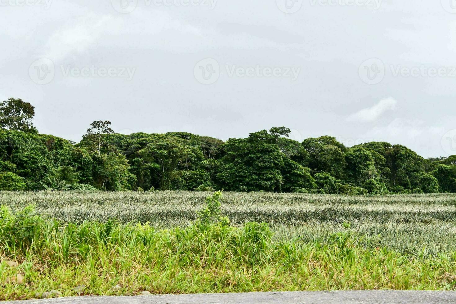 een met gras begroeid groen veld- foto