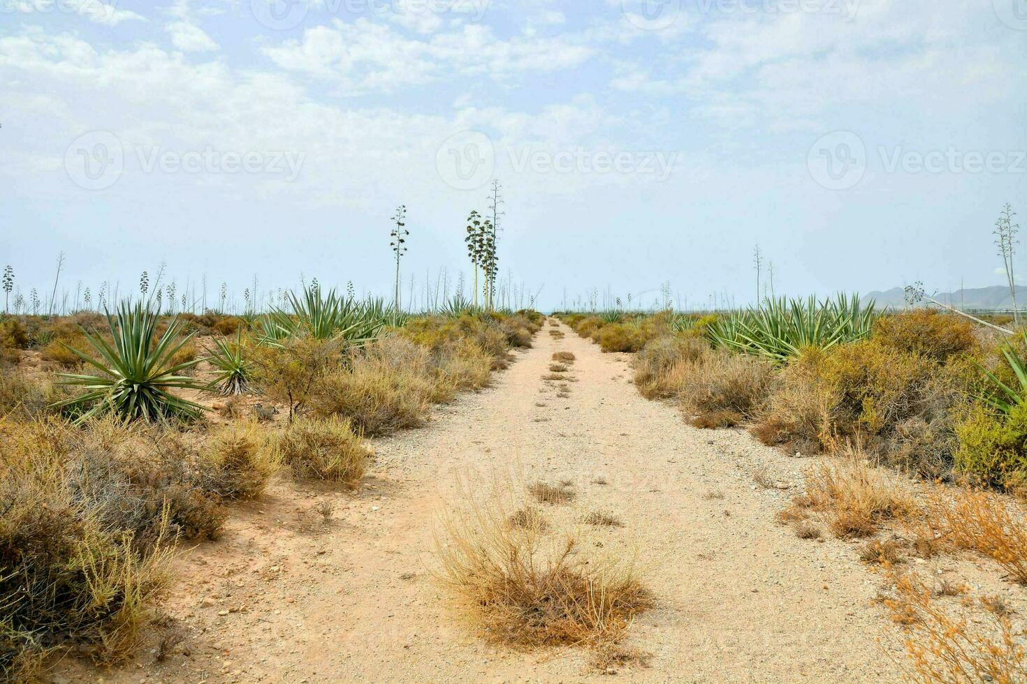 een aarde weg in de woestijn met cactus planten foto