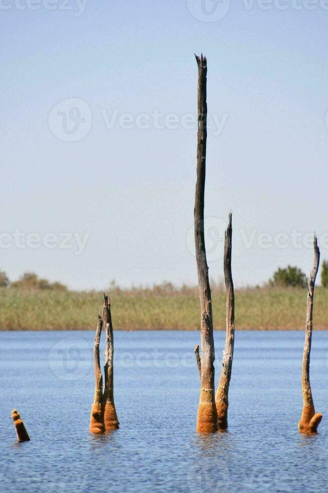 dode bomen in het water foto