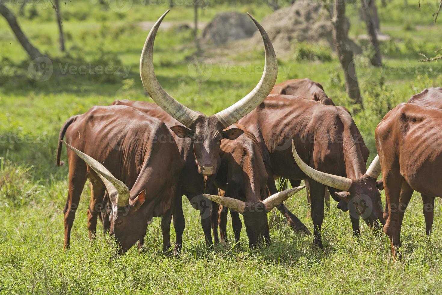 ankole watusi vee in de vlakten foto