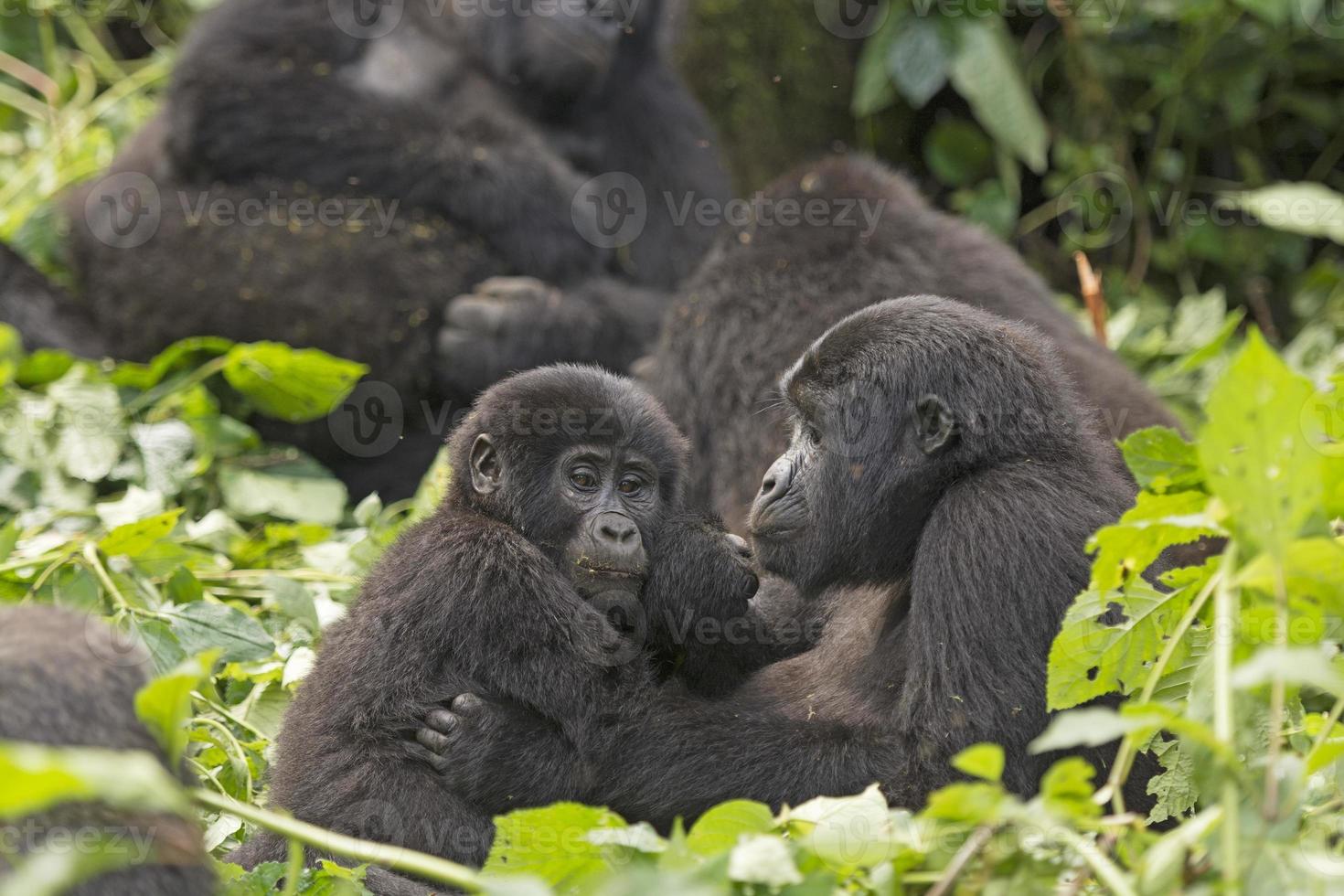 moeder en kindgorilla in het bos foto