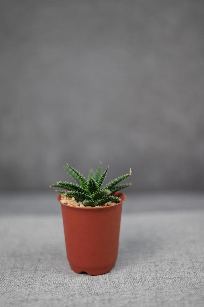 cactus op tafel in de kamer foto