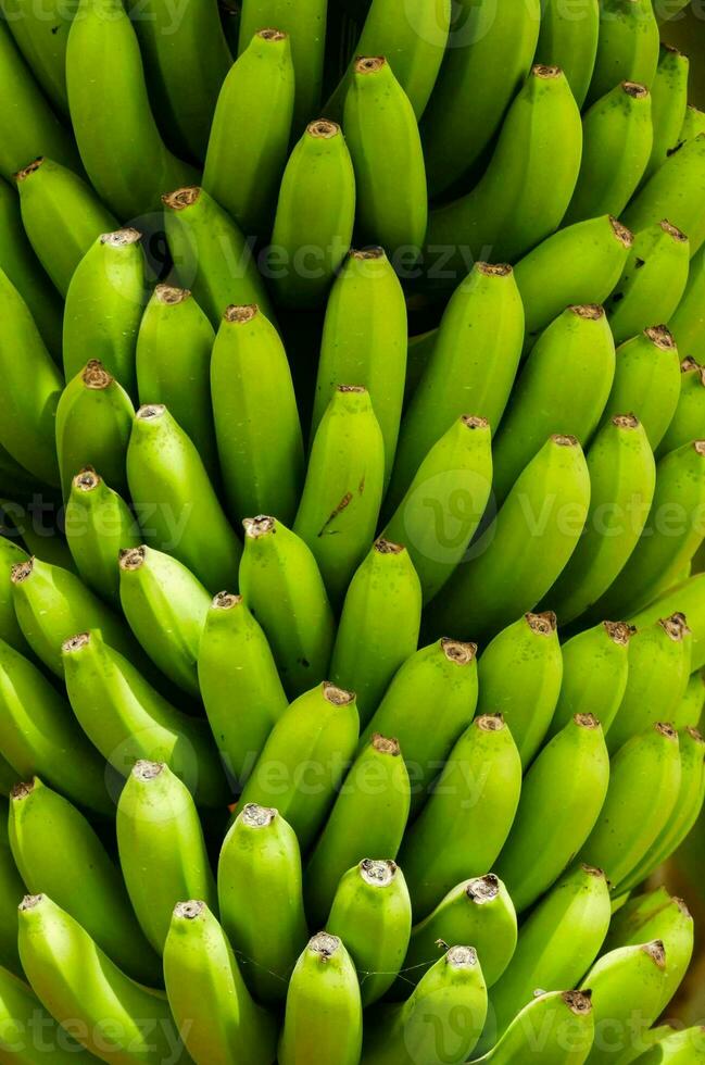 een bundel van groen bananen zijn hangende van een boom foto