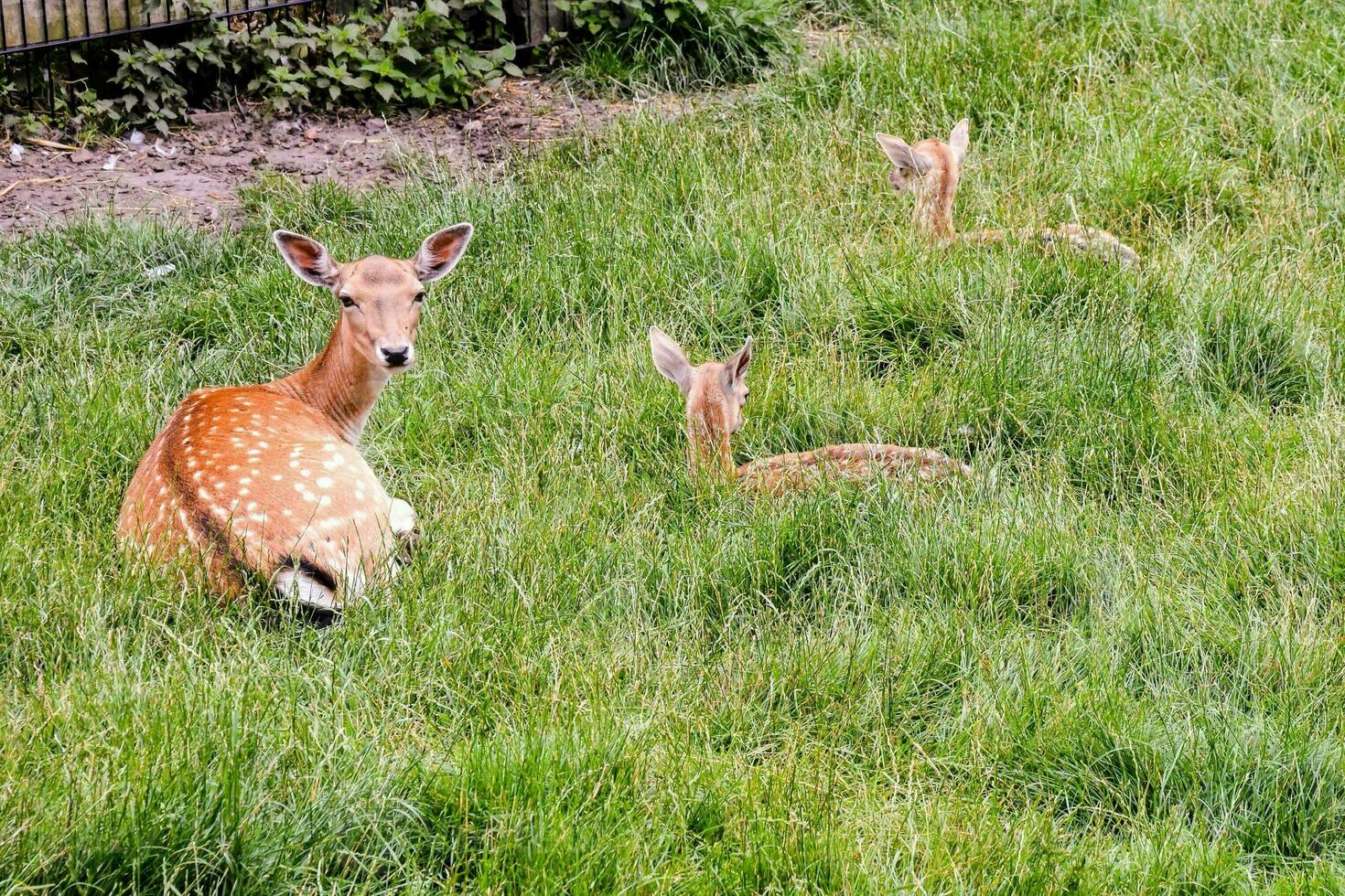 hert familie in de gras foto