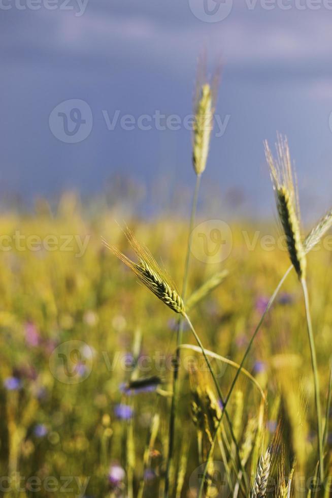 een close-up van enkele groene oren in een tarweveld dat rijpt voor de oogst op een zonnige dag. rijpende oren van tarwe. sappige verse oren van jonge groene tarwe in het voorjaar. groene tarweveld. selectieve focus foto