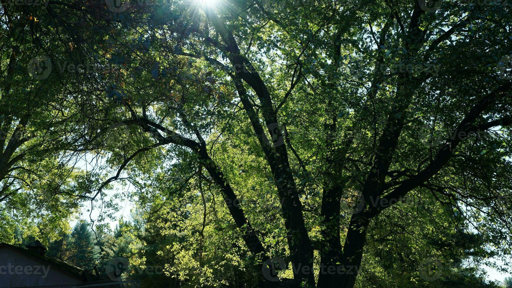 de mooi herfst visie met de kleurrijk bomen en bladeren in de park foto