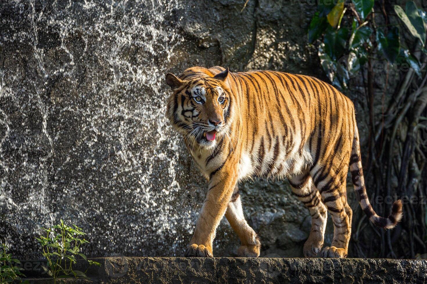 Aziatische tijger ontspannen in de sfeer van de natuur. foto