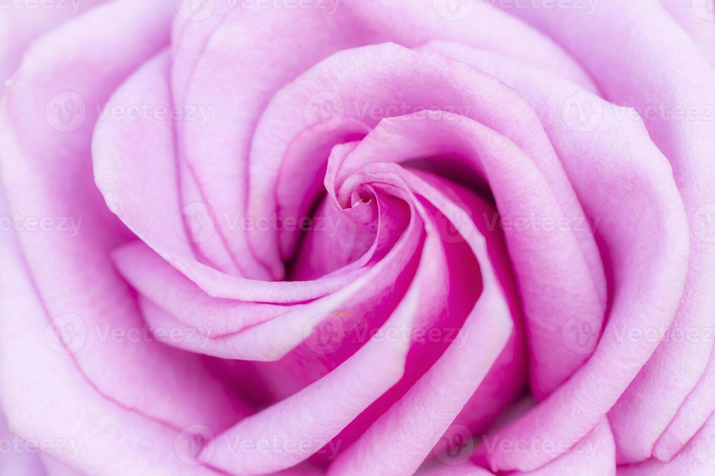 bloemblaadjes van paarse rozen foto