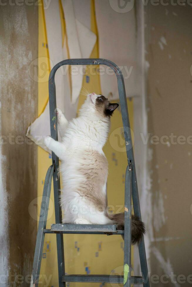 schattig huiselijk lappenpop kat Aan een bouw ladder foto