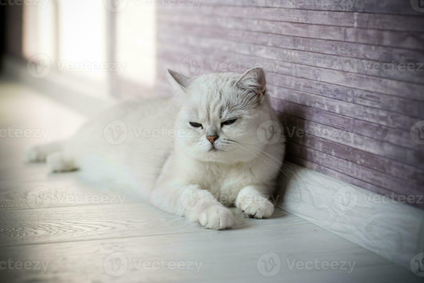 volwassen kat stamboom Schots chinchilla Rechtdoor oren foto