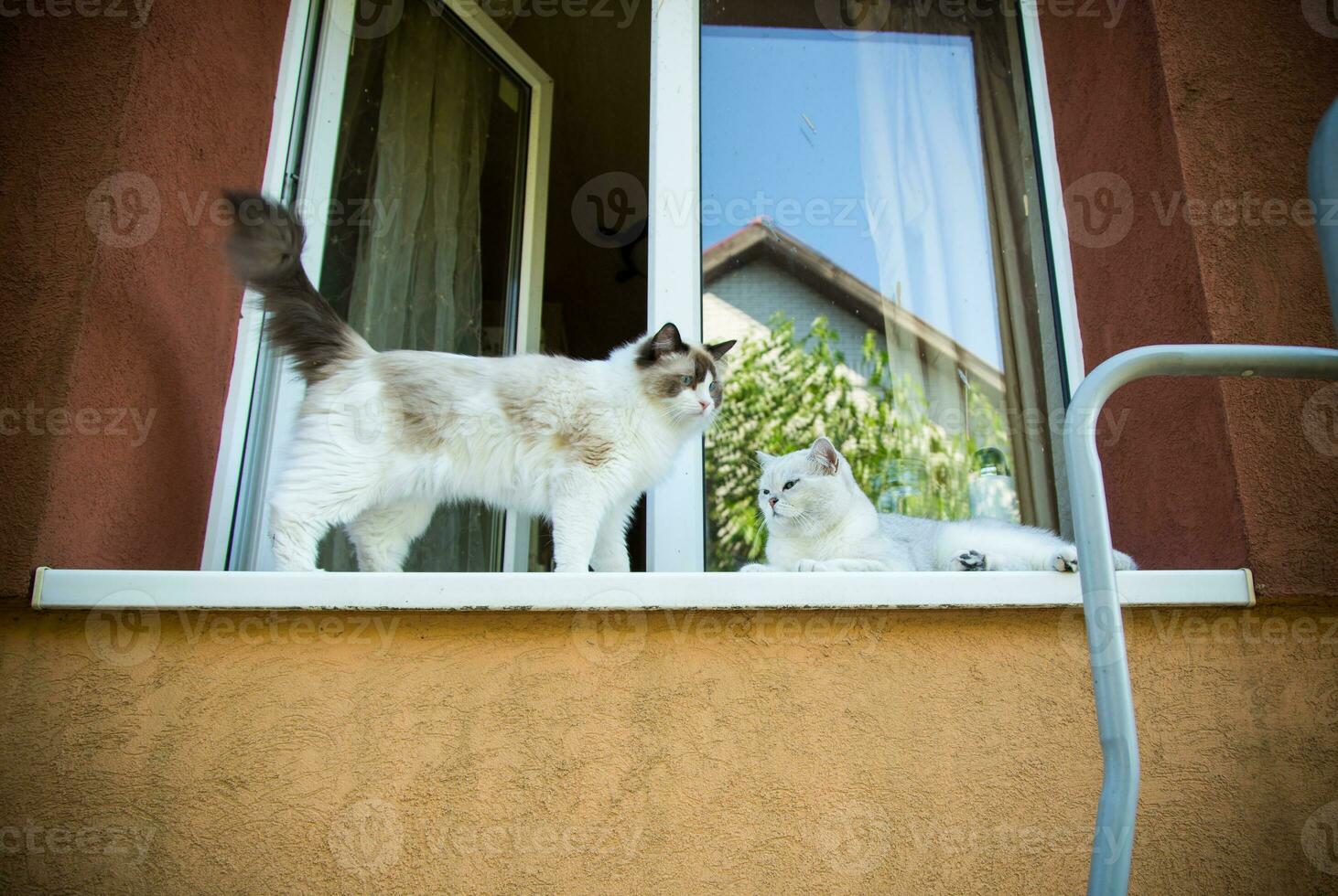 twee stamboom katten lappenpop en Schots chinchilla zitten Aan de vensterbank foto