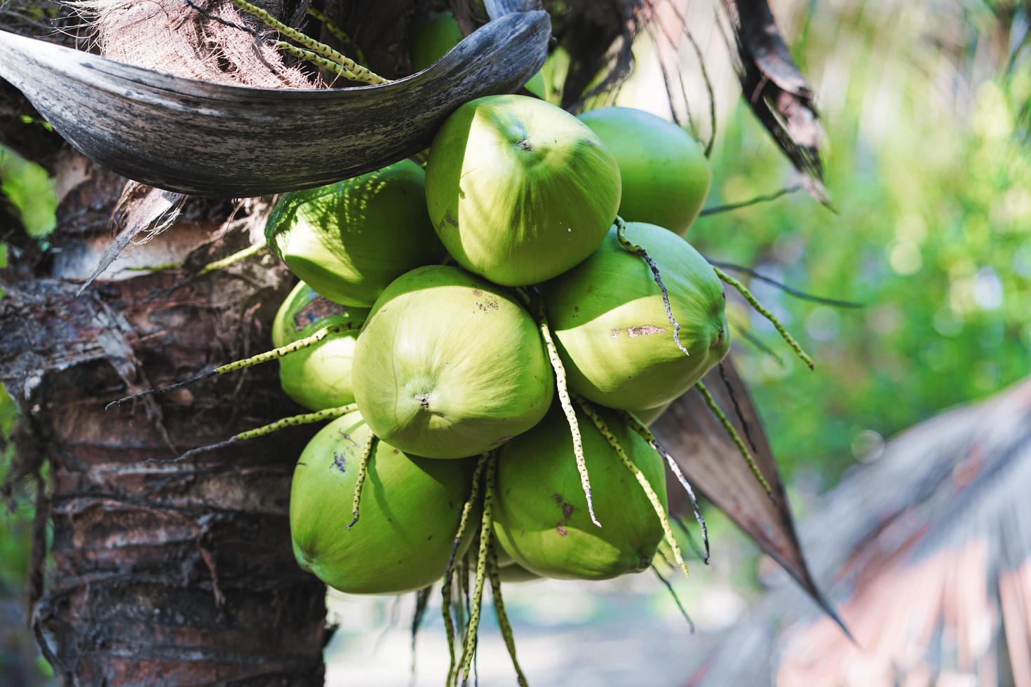close-up kokosnootcluster op boom, kokosnootcluster op kokospalm foto