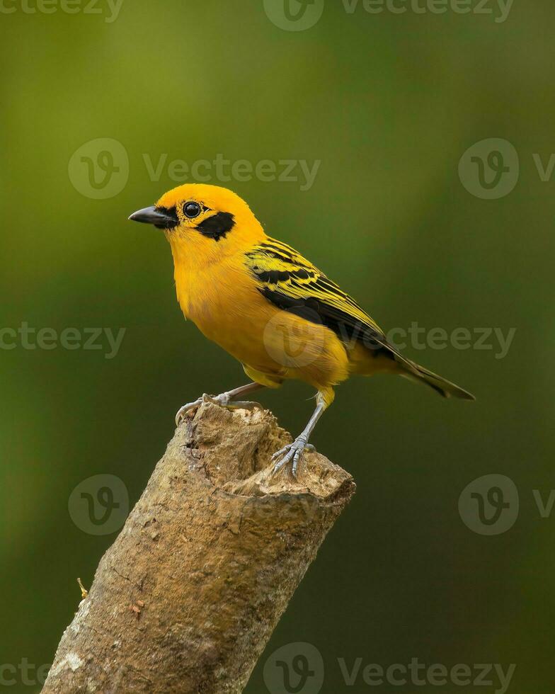 mooi vogel staand in een mooi hoor achtergrond foto