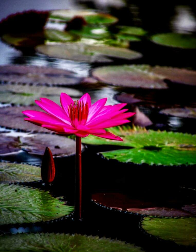 mooi bloeiend bloem in tuin foto