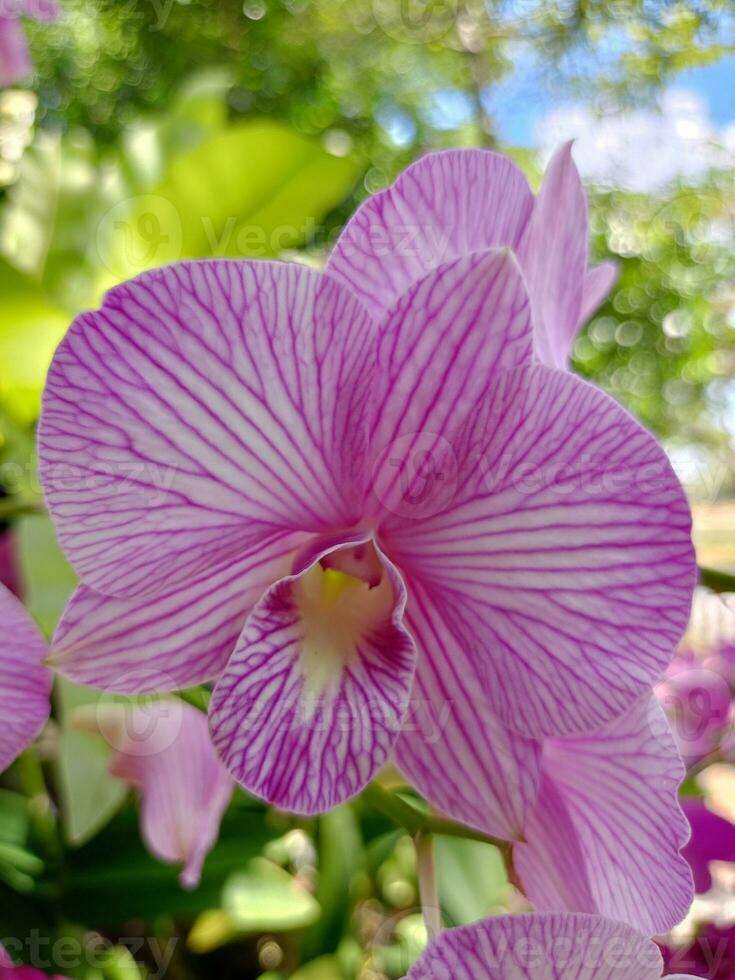 roze orchideeën bloeien prachtig in suan luang rama ix. foto