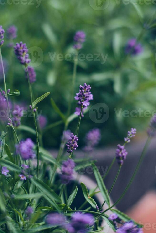 lavendel bloesems met Ondiep diepte van veld- foto