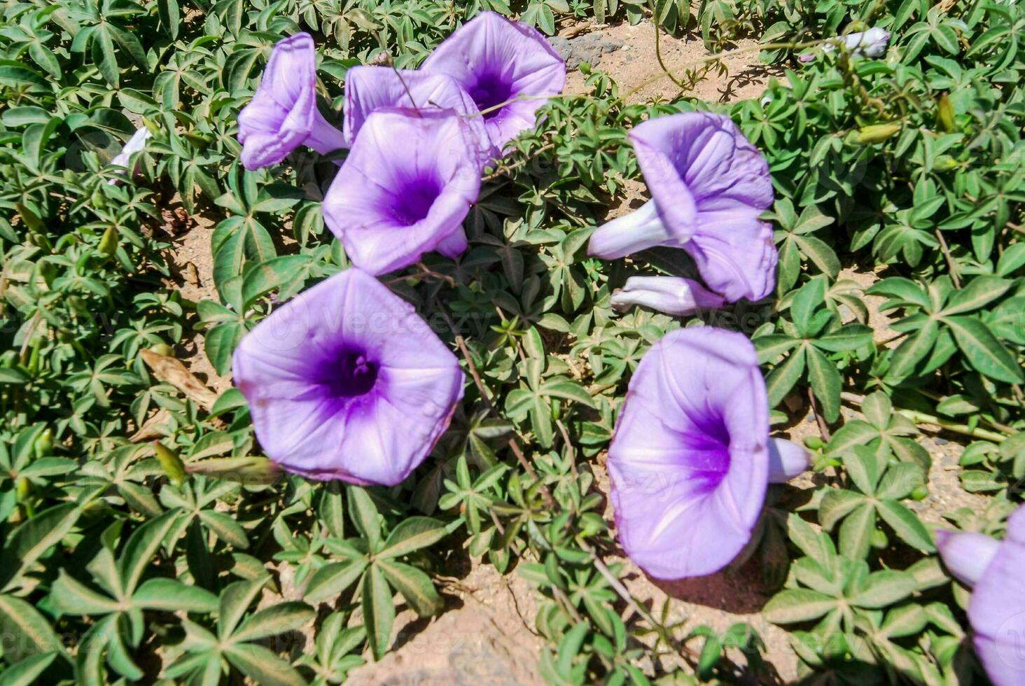 Purper bloemen in de woestijn foto