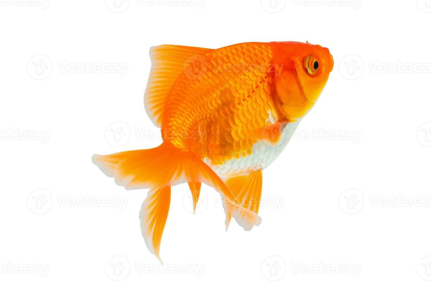 oranda goudvis geïsoleerd Aan wit achtergrond dichtbij omhoog foto