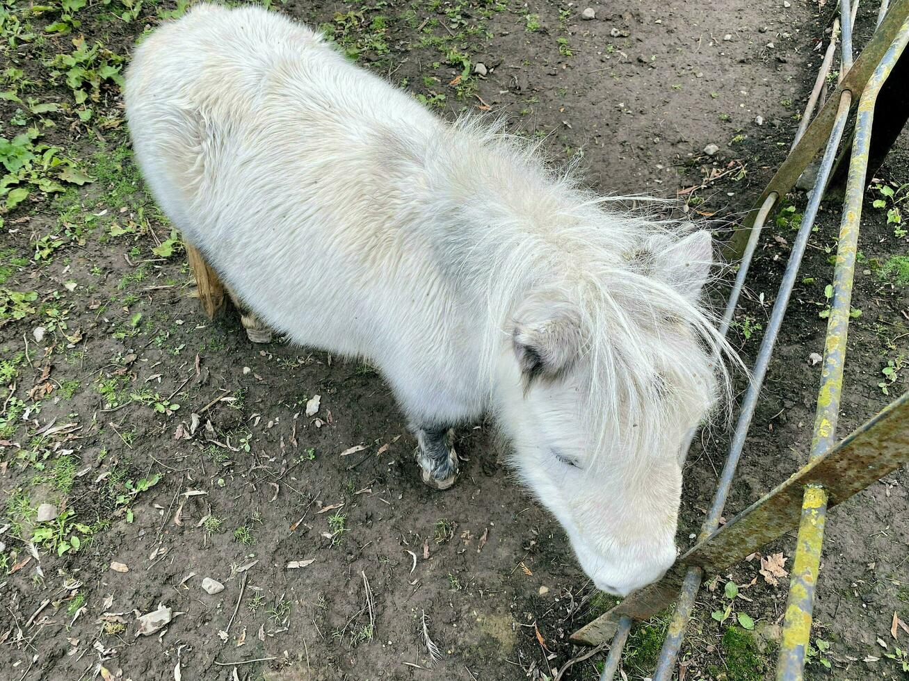 een visie van een miniatuur pony foto