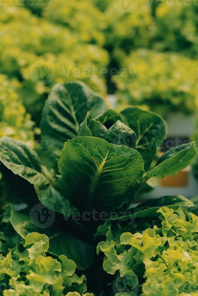 boer cultiveren gezond voeding biologisch salade groenten in hydrocultuur agribusiness boerderij. foto