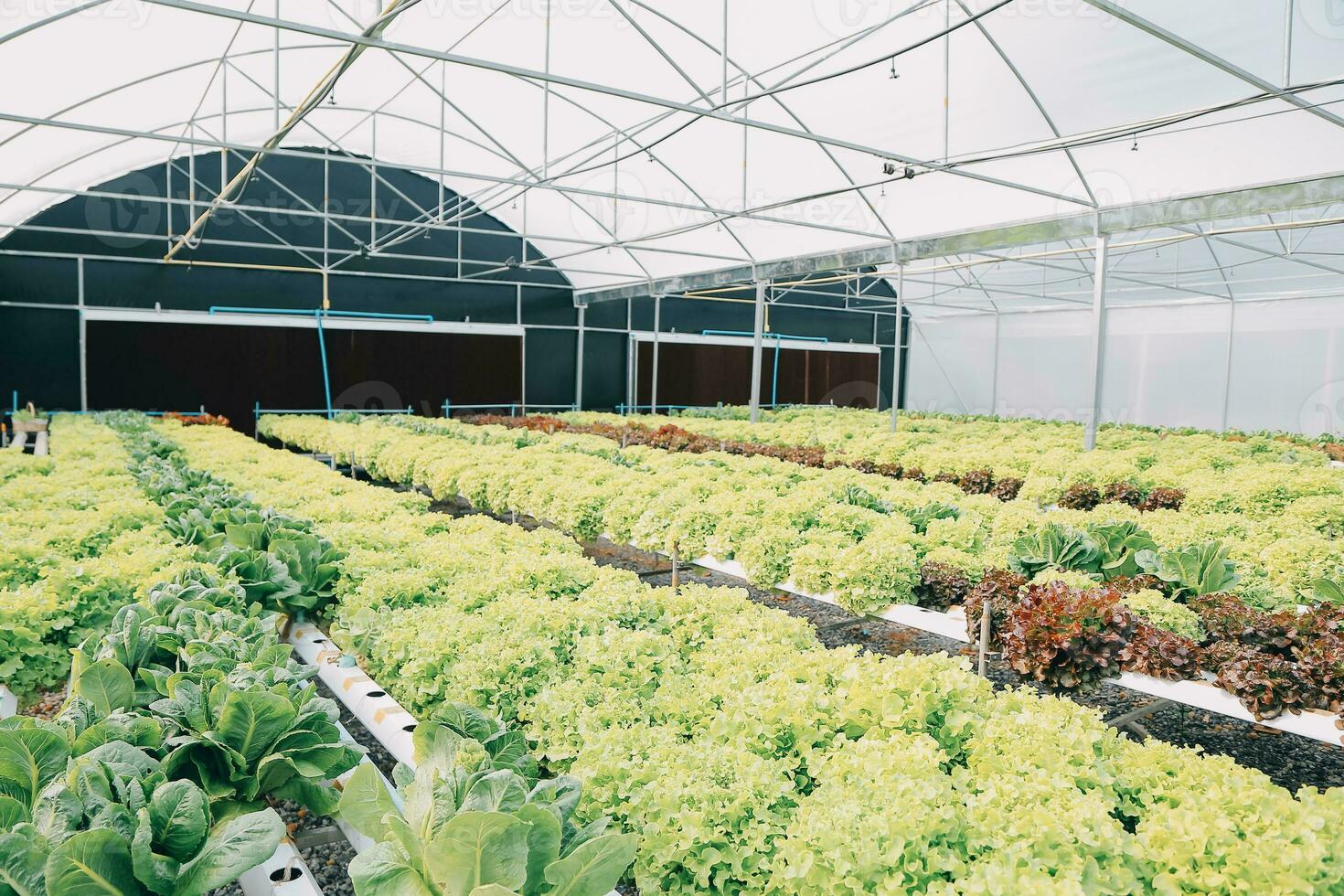 boer cultiveren gezond voeding biologisch salade groenten in hydrocultuur agribusiness boerderij. foto