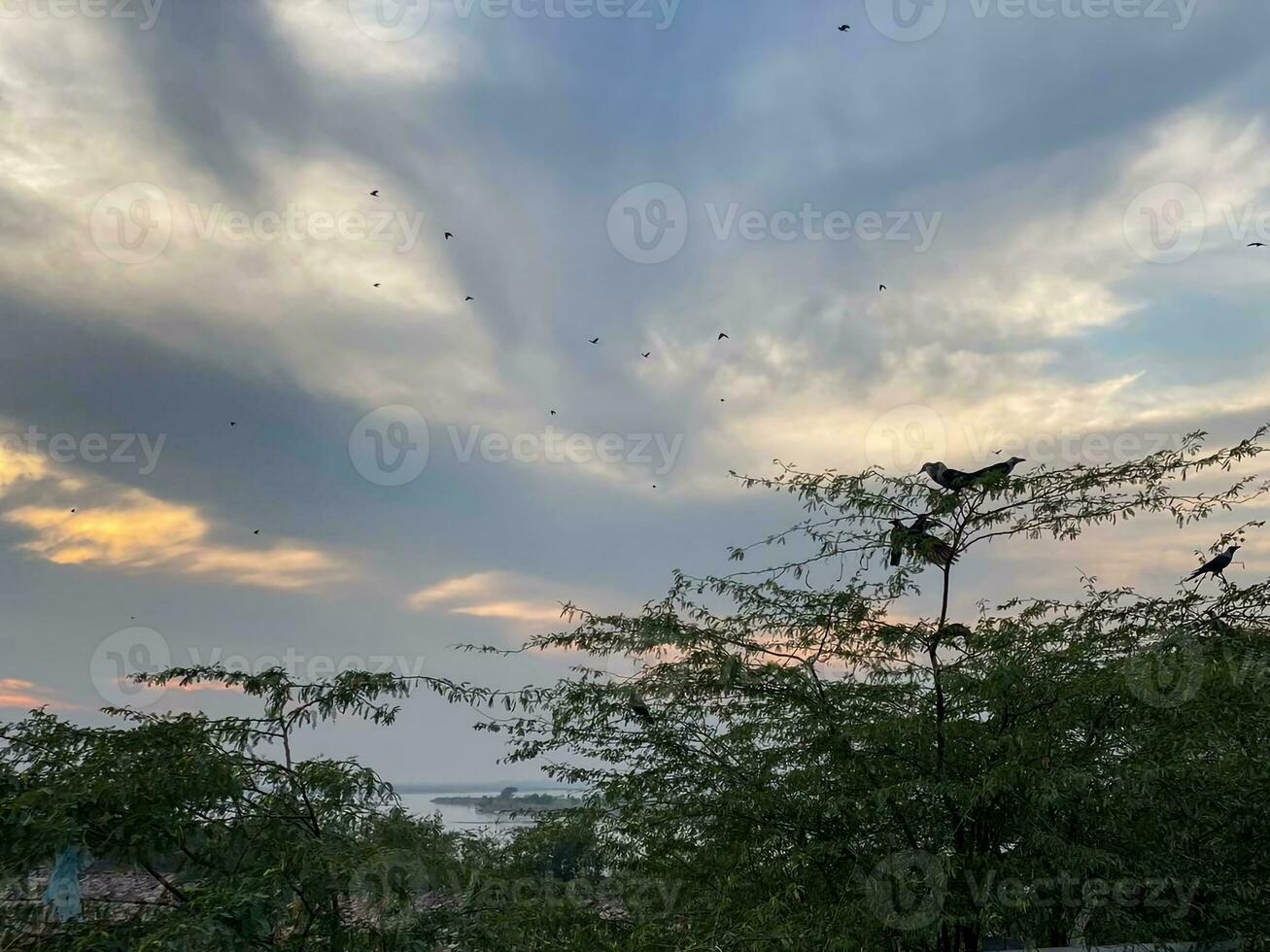 vogelstand vliegend over- een boom in de avond foto