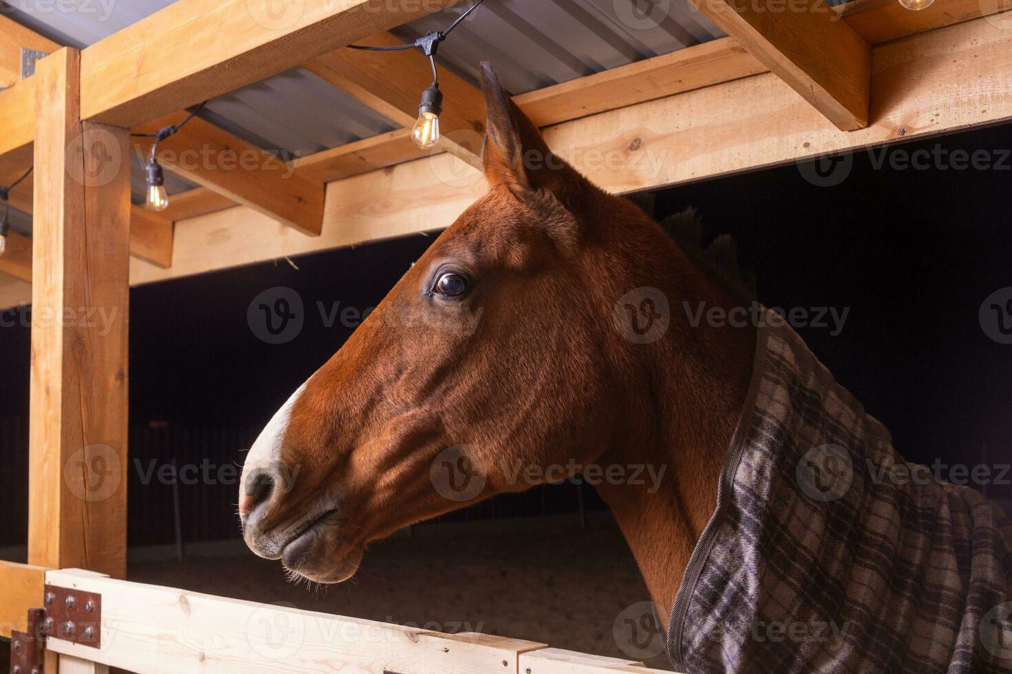 portret dichtbij omhoog van een rasecht zadel paard vervelend geruit deken foto