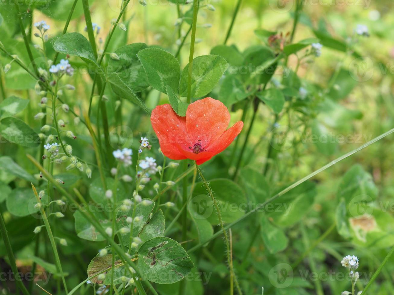 papaver plant aka papaveraceae, rode bloem foto