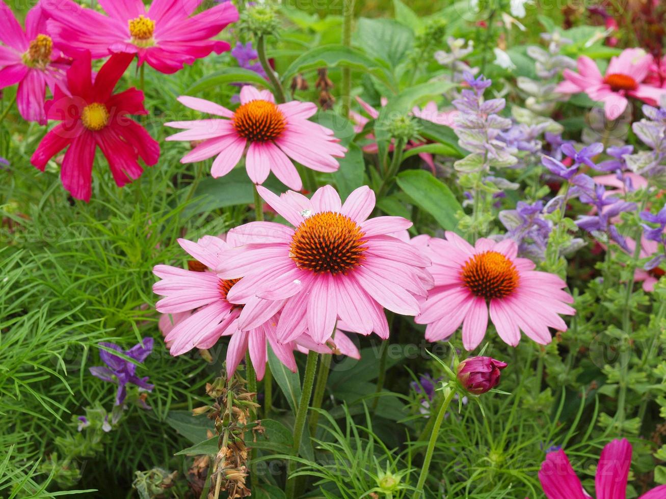 madeliefjeplant bellis perennis roze bloem foto