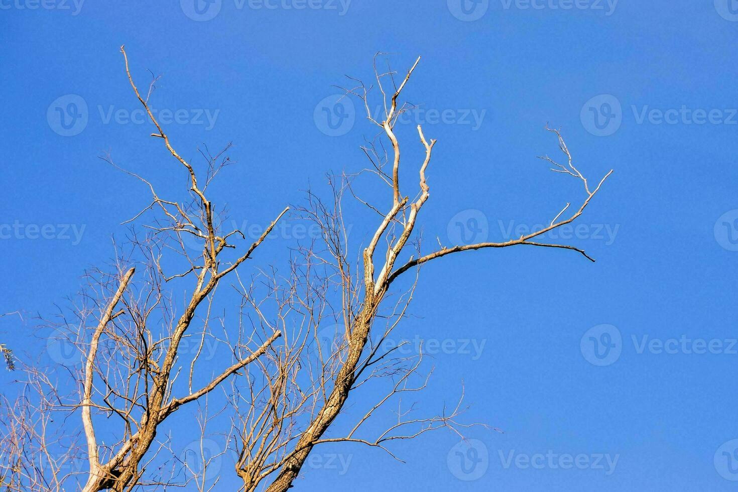 dood boom tegen de blauw lucht foto