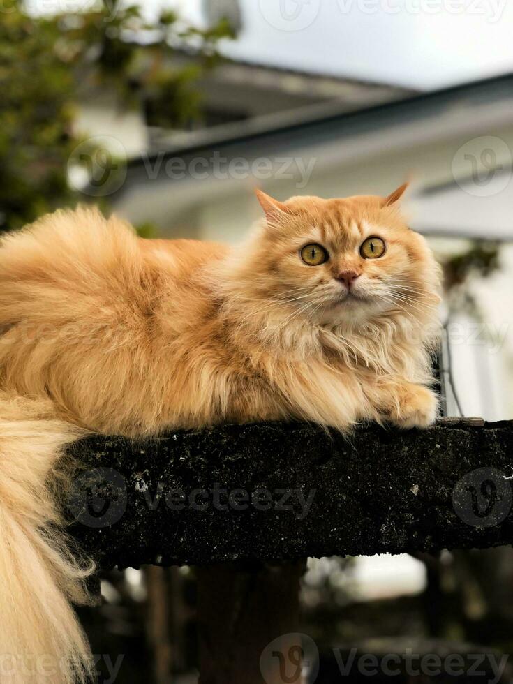 oranje kat in de tuin foto