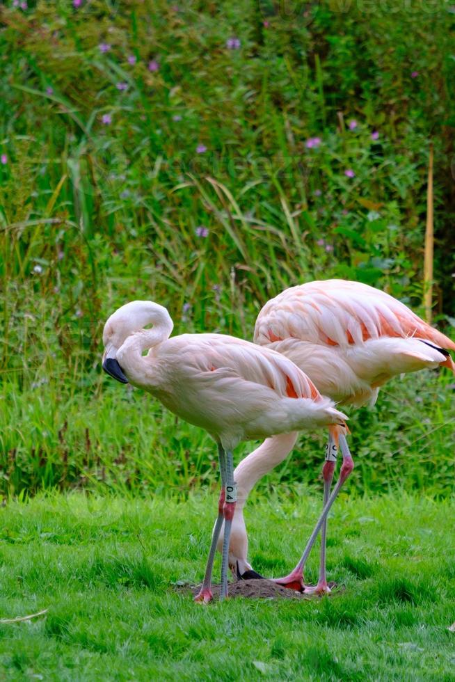 twee Chileense flamingo's aan de groene oevers van de visvijver in het Harewood House Trust-gebied in West-Yorkshire foto